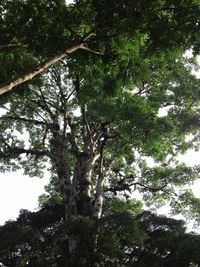 Low angle view of trees in the forest