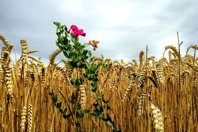 Close-up of wheat growing on field against sky