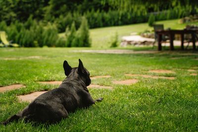 French bulldog dog relaxing on grass in the garden