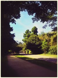 View of trees along road