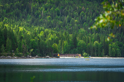 Scenic view of lake in forest