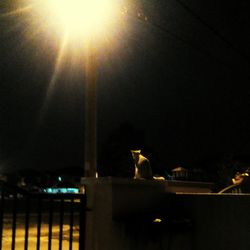 Bird on illuminated tree at night