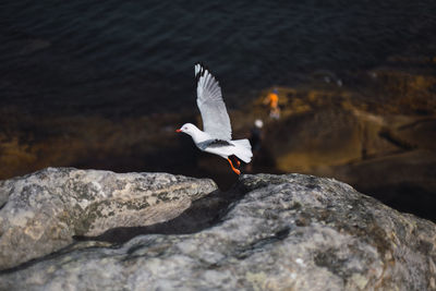 Seagull flying over rock