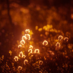 A beautiful cotton-grass heads in the warm sunset light. white fluffy cotton-grass flowers.