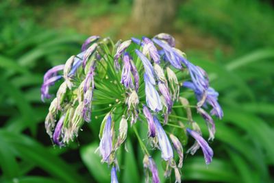 Close-up of purple flowering plant