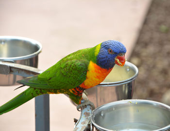 Close-up of parrot perching on metal