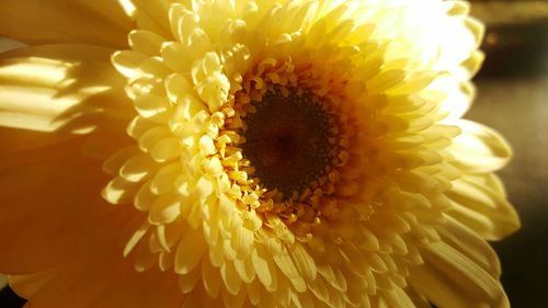 Close-up of sunflower