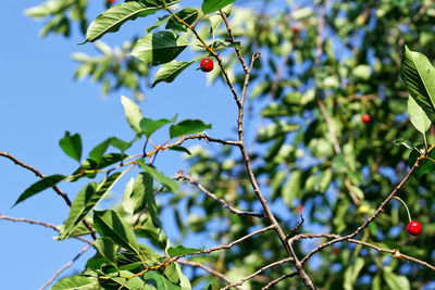 Low angle view of berries on tree against sky