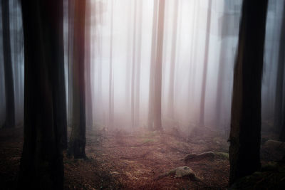 View of trees in forest