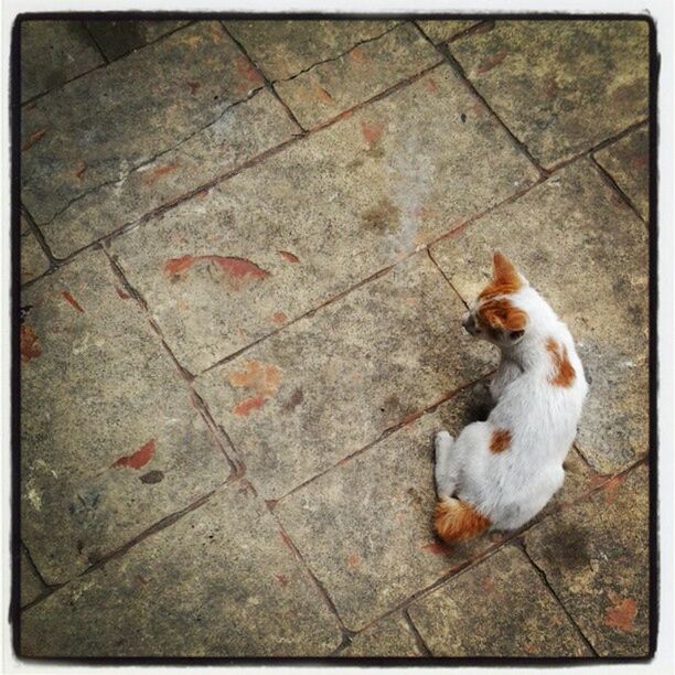 animal themes, domestic animals, pets, one animal, mammal, high angle view, dog, cat, domestic cat, transfer print, street, auto post production filter, paving stone, full length, cobblestone, sidewalk, sunlight, outdoors, footpath, day