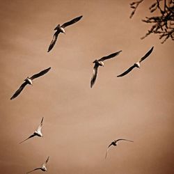 Low angle view of birds flying in sky