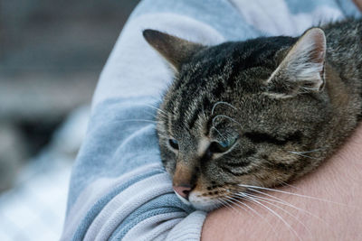 Close-up of a cat with eyes closed