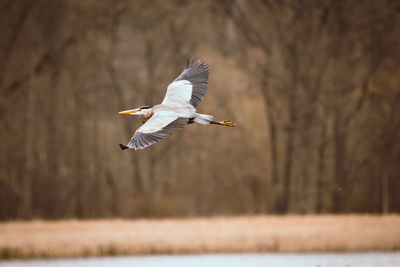 Blue heron in flight over a lake 