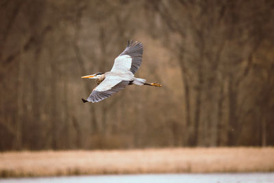 Bird flying in the sky