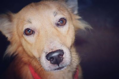 Close-up portrait of dog