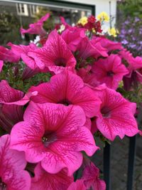 flowering plant