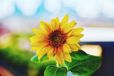 Close-up of yellow flower blooming outdoors