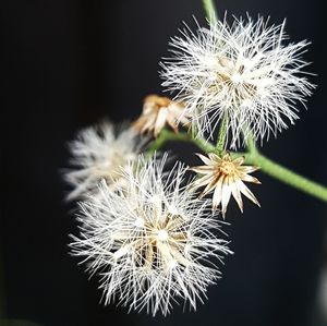 Close-up of dandelion