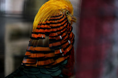 Close-up of multi colored bird