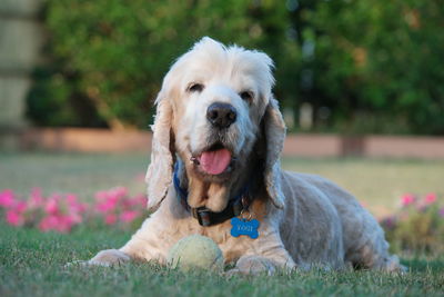 Close-up of an old dog