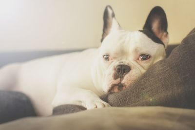 Portrait of dog lying on sofa