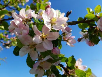 Low angle view of flowers blooming on tree