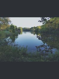 Reflection of trees in river