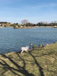 View of a dog on the lake