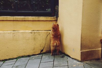 Cat sitting outdoors