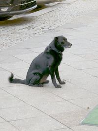 Dog sitting on sidewalk