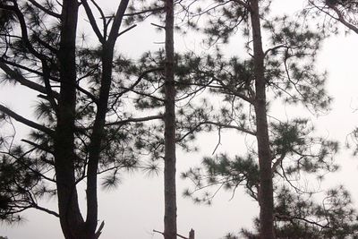 Low angle view of trees against sky