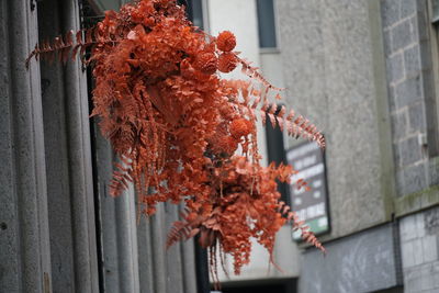 Close-up of red flowering plant hanging on window