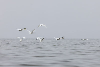 Birds flying over sea against clear sky