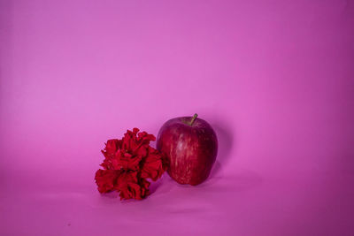 Close-up of pink flowers against purple background