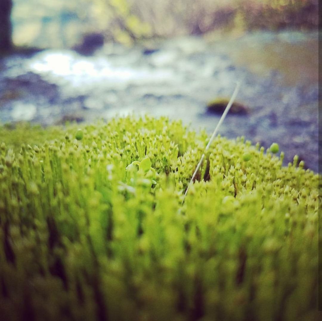 nature, grass, green color, growth, selective focus, field, no people, day, beauty in nature, plant, tranquility, close-up, outdoors, water, freshness