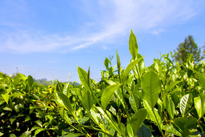 Close-up of crops growing on field against sky