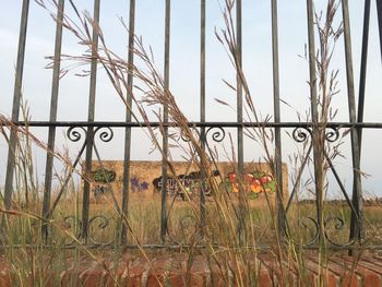 Close-up of plants growing on field against sky