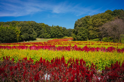 Yellow flowering plants on field against sky