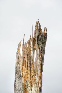 Low angle view of tree against clear sky