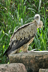 Bird perching on rock