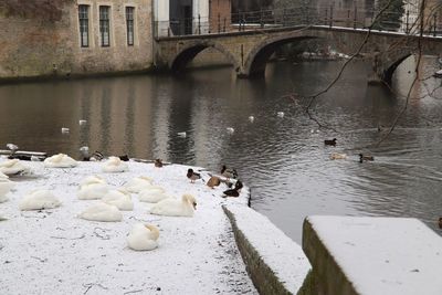 Birds in a river