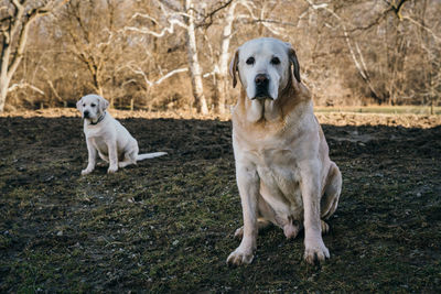 Portrait of dog sitting on landscape