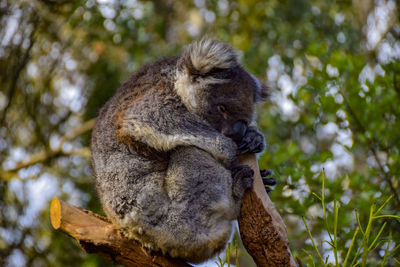 Low angle view of a squirrel on tree
