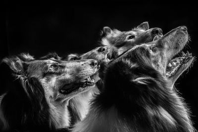 Close-up of dogs against black background