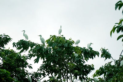 Low angle view of bird perching on tree against sky