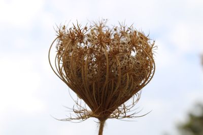 Close-up of flower plant on field against sky