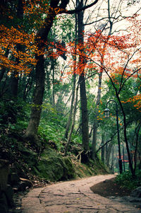 Trees in autumn