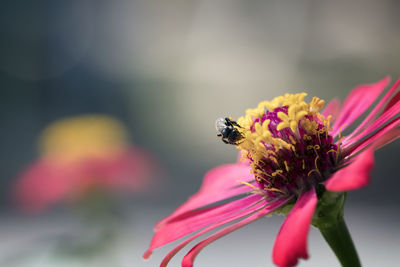 Close-up of bee pollinating flower