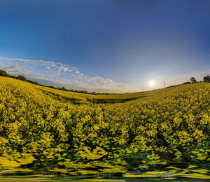 Scenic view of oilseed rape field against sky