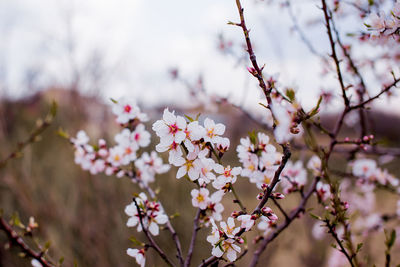 Close-up of pink cherry blossoms in spring